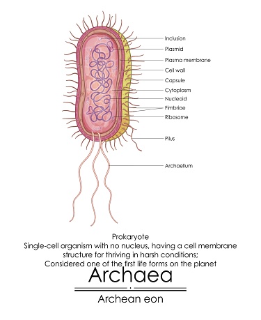 Archaea are considered one of the first life forms on the planet, simple single-cell organisms without a nucleus. They have a special cell membrane that helps them thrive in tough conditions.