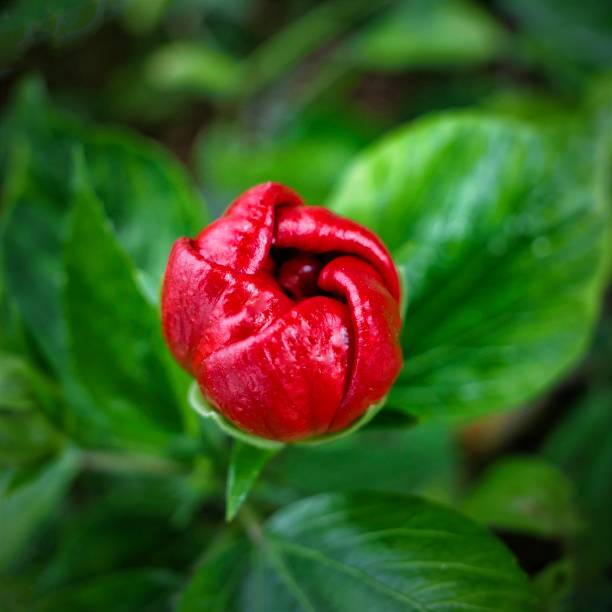 A red flower bud resting atop green leaves