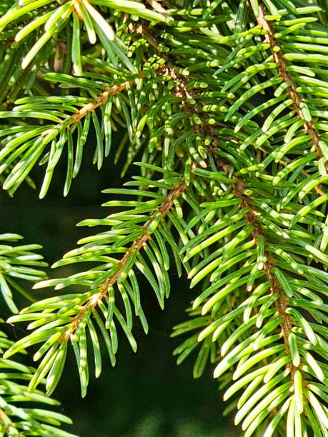Balsam fir needles in sunlight