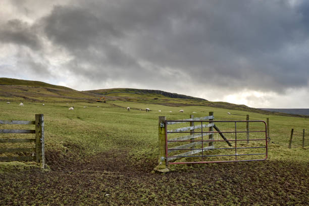 january wensleydale - wensleydale blue zdjęcia i obrazy z banku zdjęć