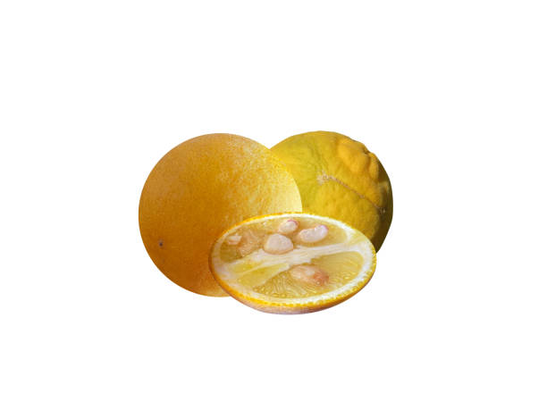 trifoliate orange or citrus trifoliata - chi chi zdjęcia i obrazy z banku zdjęć
