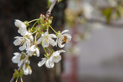 Concept of pollination by bees. A bee pollinates a blossoming cherry twig