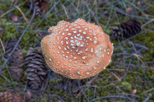 Poisonous mushroom Amanita regalis in the wet spruce forest. Known as royal fly agaric or king of Sweden Amanita. Wild mushroom growing in the moss and grass.