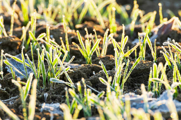 Campo coltivato - foto stock