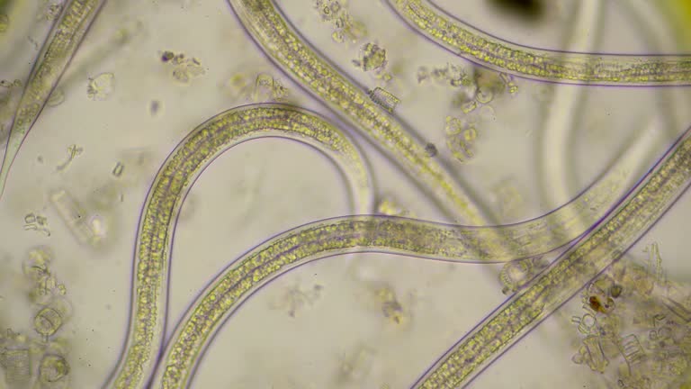 Strong moving roundworms, nematodes, under microscope at 400 times magnification