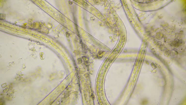 Beautiful shot of strong moving roundworms, nematodes, under microscope at 400 times magnification