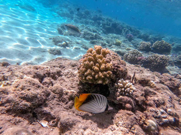 istock Threadfin butterflyfish (Chaetodon auriga) at the Red Sea coral reef. 1977563057