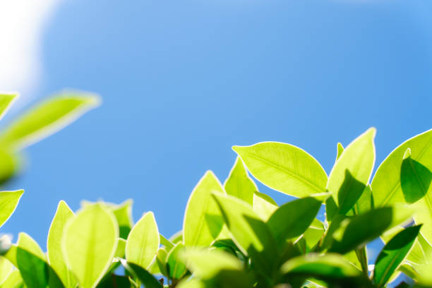 Closeup nature view of green leaf on sunlight using as background and fresh ecology wallpaper concept