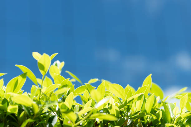 Closeup nature view of green leaf on sunlight using as background and fresh ecology wallpaper concept