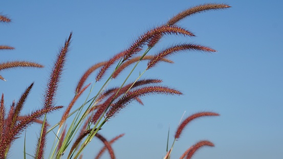 Pennisetum pedicellatum or fontain grass (wild grass) with blue sky background. Beautiful nature background.  Meadow background.