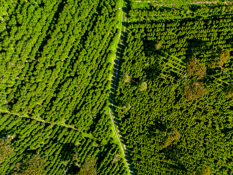 Organic coffee farm in the mountains of Panama, Chiriqui highlands - stock photo