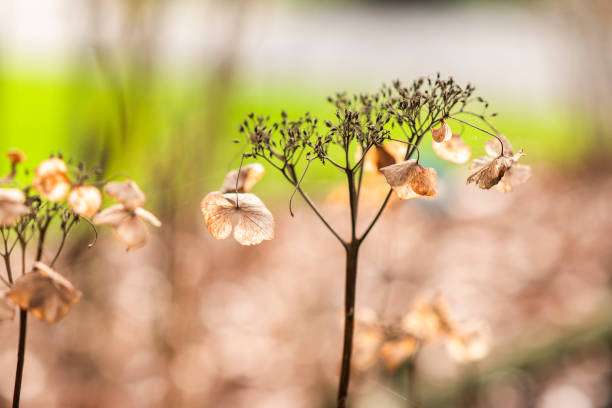 Dried hydrangea flowers in the autumn garden, selective focus.