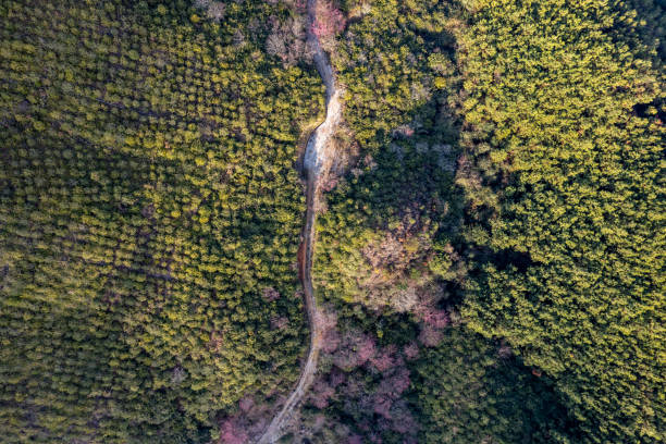 istock Bird's-eye view of the path and cherry blossom trees in the sparse green forest 1977577689
