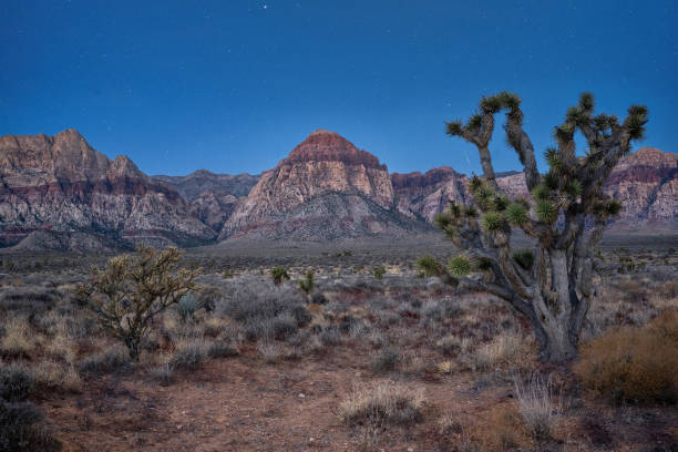 istock Beautiful desert scenery lit up by the moon at night 1977577695