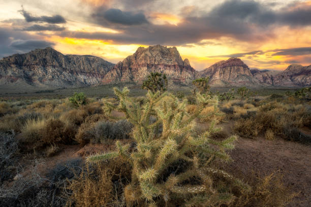 istock Cholla Cactus sunset in Red Rock Canyon Conservation Area 1977578227