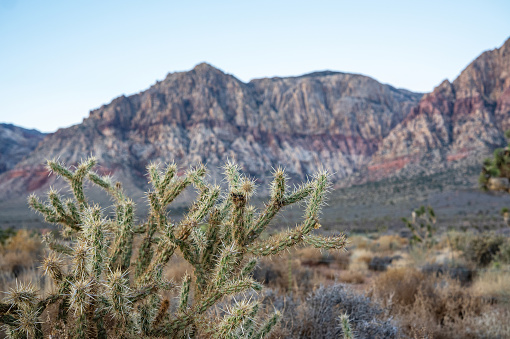 Desert landscape scenery with a cholla cactus and mountain range in Red Rock Canyon