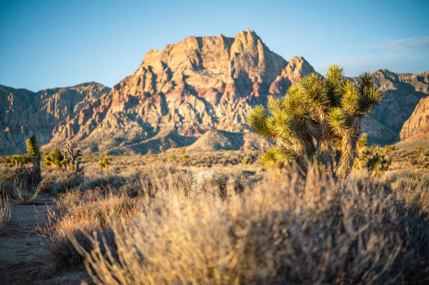 istock Rising sun illuminating a Joshua Tree in Red Rock Canyon 1977578256