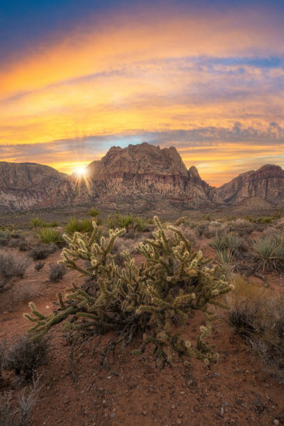 istock Cholla Cactus Sunset in Red Rock Canyon Nevada 1977578777