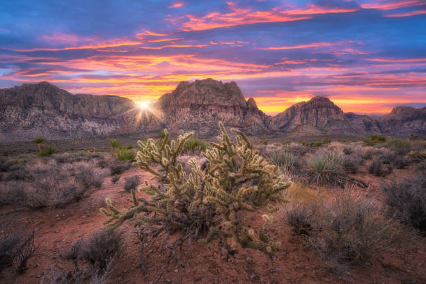 Cholla cactus desert sunset at Red Rock Canyon Conservation Area Vibrant sunset behind Mount Wilson in Red Rock Canyon Nevada nevada landscape stock pictures, royalty-free photos & images
