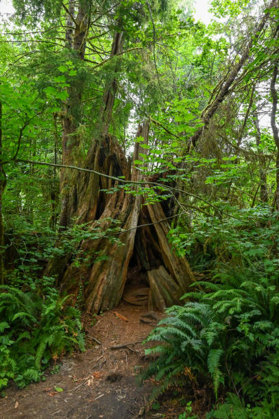 foto vertical de uma pequena cabana em uma vasta floresta no parque nacional olímpico - vertical forest national forest woods - fotografias e filmes do acervo