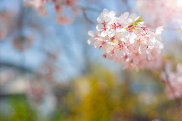 Cherry blossom  flower in spring for background or copy space for text