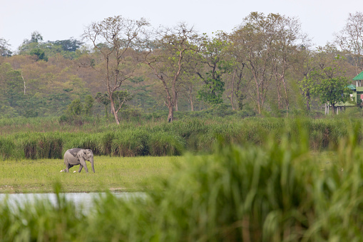 A group of wild elephants near a waterbody at Kaziranga national Park,assam,India.