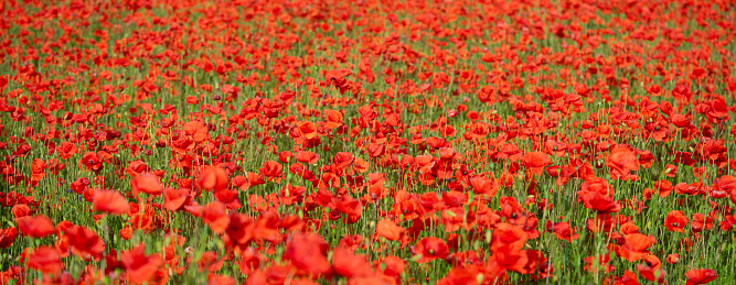 Close up on a tall poppy in a field full of the bright red flowers.