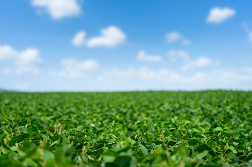 Soybeans green field. GMO free