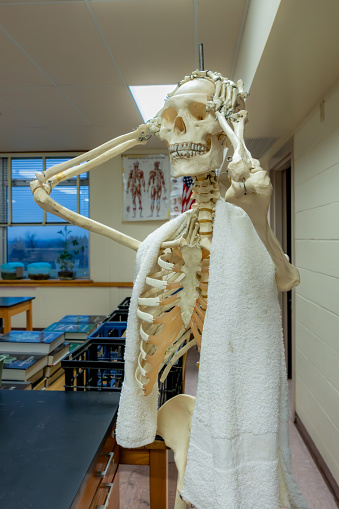 Skeleton with white towel over shoulders and showing emotion with both hands on head as if showing stress, disbelief, or worried.