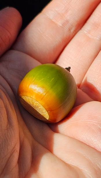 istock Green acorn in hand 1977600520