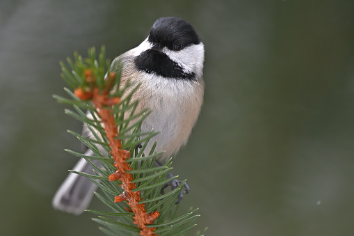 Black-capped chickadee (Poecile atricapillus) on evergreen twig (a white spruce) in winter, ultra close, with copy space