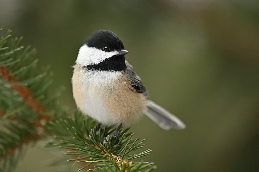 Portrait of a black-capped chickadee (Poecile atricapillus) on evergreen twig (a white spruce) in winter, with copy space