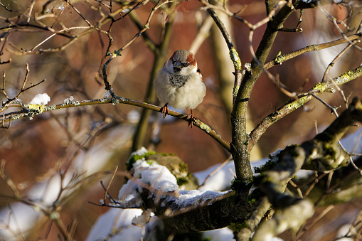 Close-up onto a fluffed sparrow resting on a snowy branch in the winter morning sun