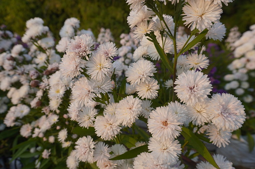 Close-up of white margaret flower plant in a garden.