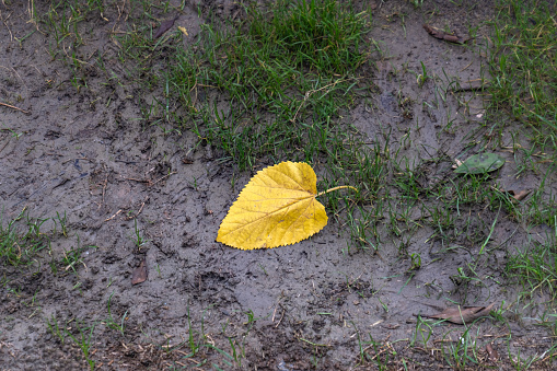 dried and yellowed mulberry leaves on wet soil