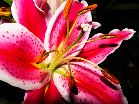 The Stargazers lily is a hybrid Oriental lily cultivated for its spectacular large fragrant flowers. They also symbolize love adore and affection.