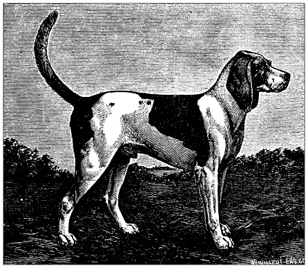 Sport and pastimes in 1897: Development of the American Fox Hound, Joe Forester