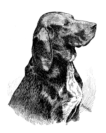 Sport and pastimes in 1897: Development of the American Fox Hound