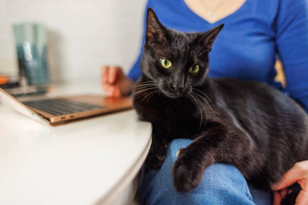 istock Woman Bonding With Her Black Cat 1977662367