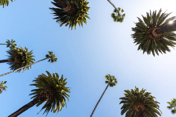 istock A perfect summer day and tall palms 1977677862