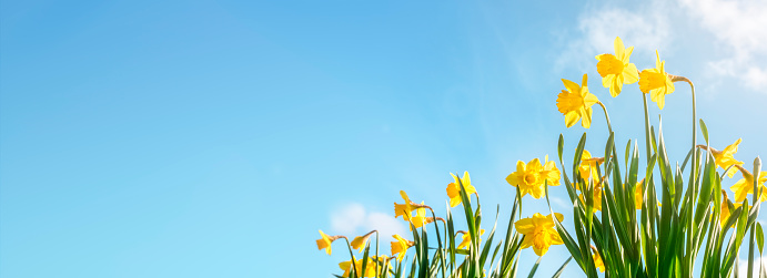 Spring flower background Daffodils against a clear blue sky with copy space