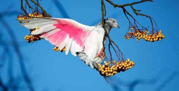 istock Painted tumbler pigeon eating rowan berries 1977686425