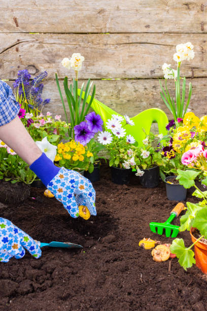 istock Gardener planting gladiolus bulbs in the ground 1977687518