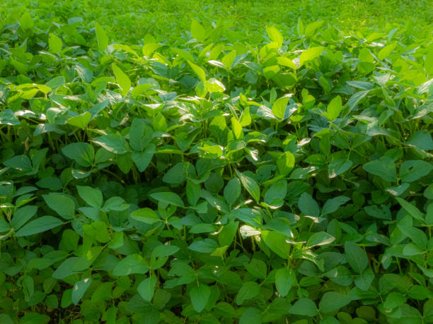 Green soybean plants 스톡 사진