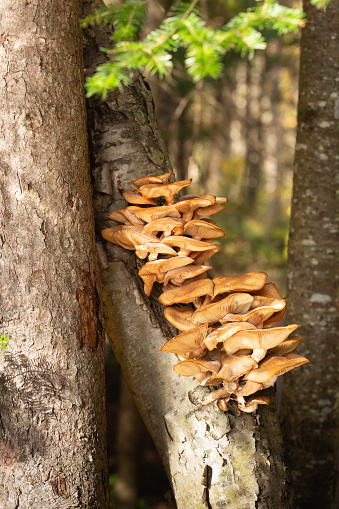 Wood Fungus - Bunch of Mushrooms