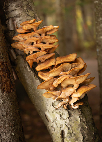 Wood Fungus - Bunch of Mushrooms