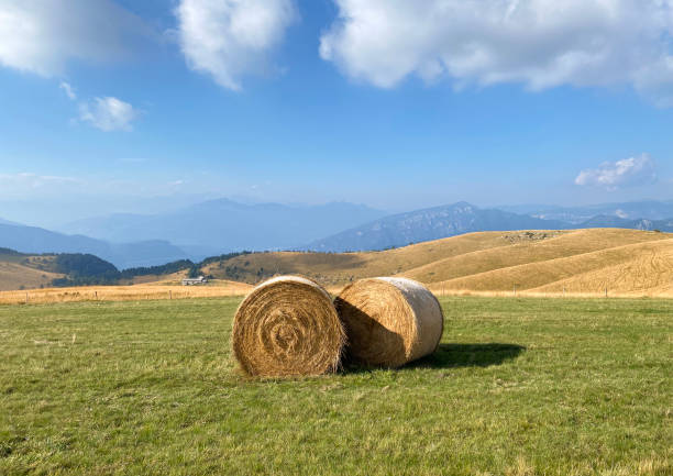 Landscape with a field of grass and trees and beautiful clouds, sunny autumn day