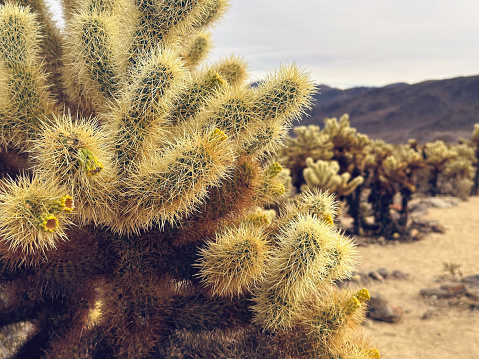 A giant yucca is one of many desert plants found growing in the Big Bend National Park in west Texas.