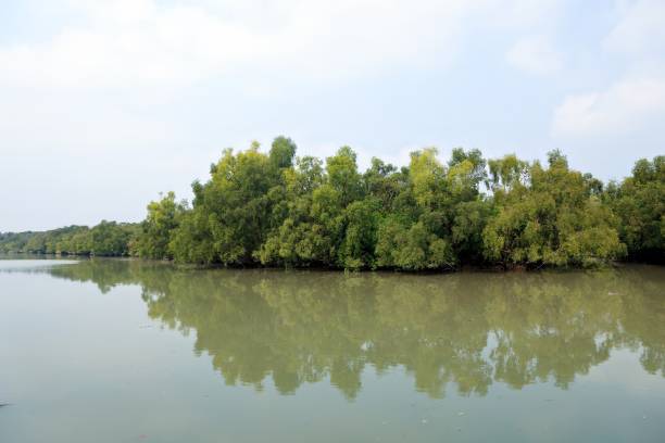 sundarbans national park in bangladesh. - cloud morning delta landscape - fotografias e filmes do acervo