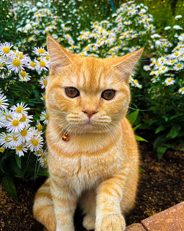 cat, orange cat, tabby cat, cat fur, domestic pet, cat's eyes, cat lab white flowers chrysanthemum flower garden